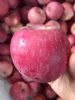 a large supply of high-quality chinese red fuji apples